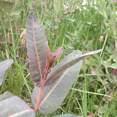 Asclepias glaucescens