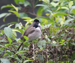 Pycnonotus xanthorrhous