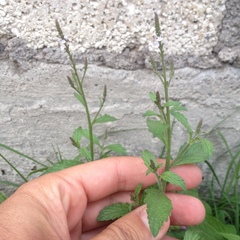 Verbena