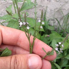 Verbena