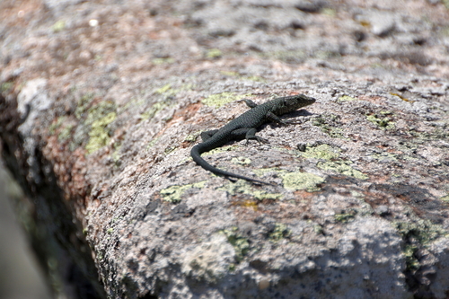 Bedriaga'S Rock Lizard