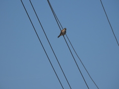 Falco sparverius image