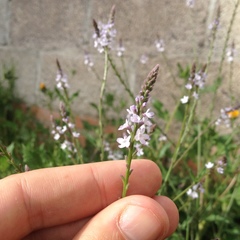 Verbena