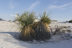 Dasylirion cedrosanum