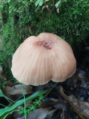 Laccaria squarrosa