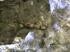 Pantosteus santaanae