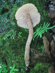 Laccaria squarrosa