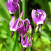 Primula jeffreyi - Photo Mount Rainier National Park, δεν υπάρχουν γνωστοί περιορισμοί πνευματικών δικαιωμάτων (Κοινό Κτήμα)