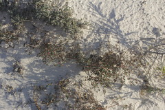 Euphorbia fruticulosa