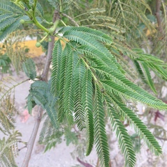 Mimosoideae