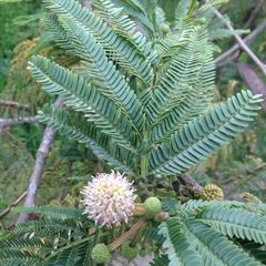 Mimosoideae