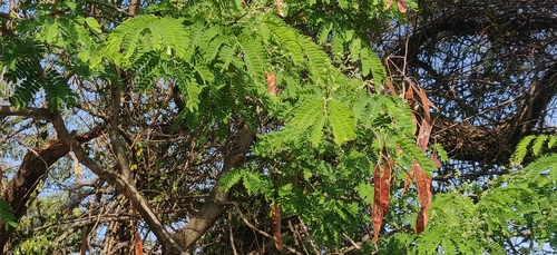 Image of Albizia amara by (c) T R Shankar Raman, some rights reserved (CC BY)