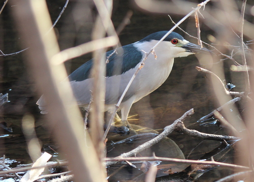 Black-crowned Night Heron photographed in New Hampshire
