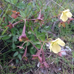 Ludwigia octovalvis