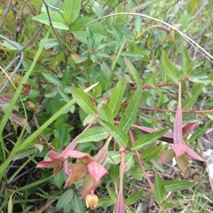 Ludwigia octovalvis