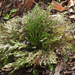 Selaginella pulvinata - Photo (c) Chuangzao, some rights reserved (CC BY-NC), uploaded by Chuangzao