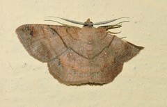 Petelia medardaria