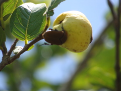 Hologymnetis cinerea