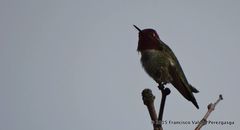 Calypte anna