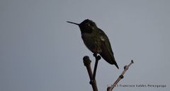 Calypte anna