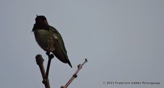 Calypte anna
