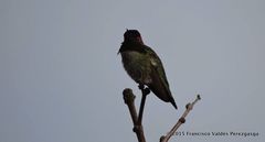 Calypte anna