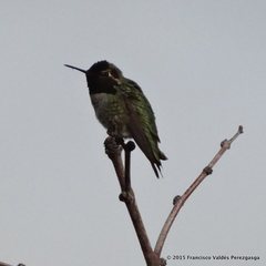 Calypte anna