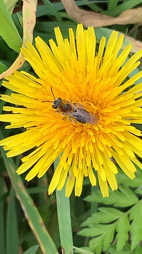 Early Mining Bee, Hoogerheide, photo 7 of 10