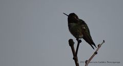 Calypte anna