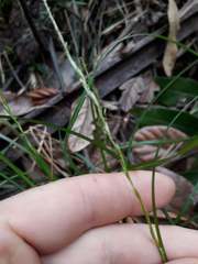 Carex subviridis