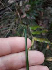 Carex subviridis