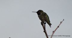 Calypte anna