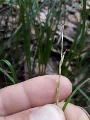 Carex subviridis