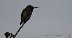 Calypte anna