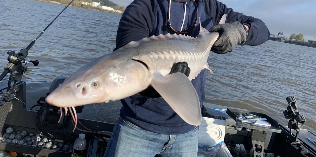Sturgeons
