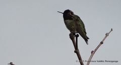 Calypte anna