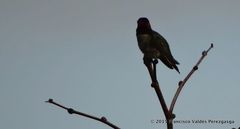 Calypte anna