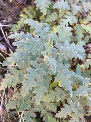 Phacelia ramosissima