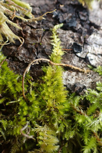 Image of Homalothecium nuttallii by no rights reserved