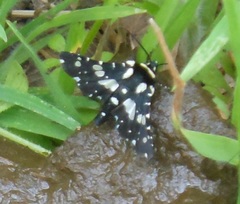 Pseudothyris sepulchralis