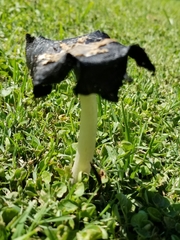 Coprinus calyptratus