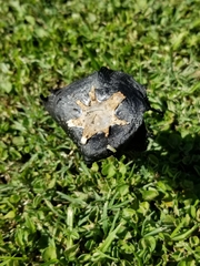 Coprinus calyptratus