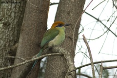 Momotus mexicanus