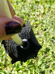 Coprinus calyptratus