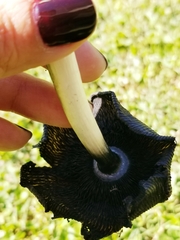 Coprinus calyptratus