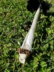 Coprinus calyptratus