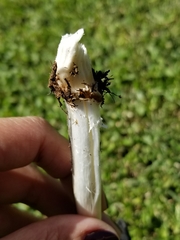 Coprinus calyptratus