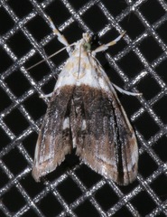 Lipocosmodes fuliginosalis