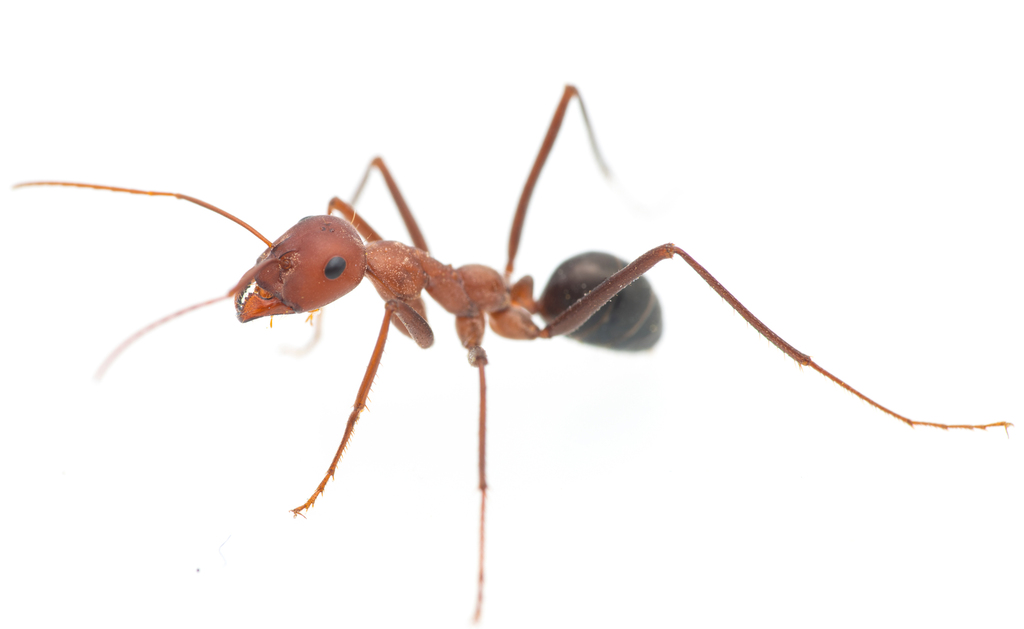 Cataglyphis velox