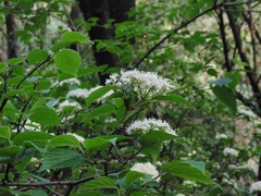 Viburnum stenocalyx